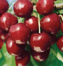 Attēlu rezultāti vaicājumam “Cerasus fruit”