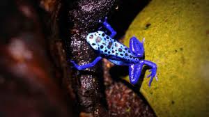 Image result for blauer baumsteiger