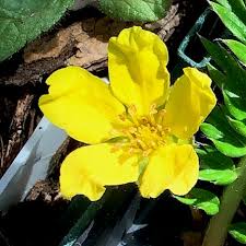 Attēlu rezultāti vaicājumam “Potentilla arenaria flower”