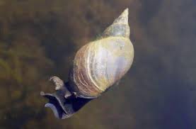 Attēlu rezultāti vaicājumam “Lymnaea stagnalis”