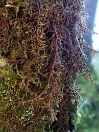 Attēlu rezultāti vaicājumam “Frullania tamarisci”