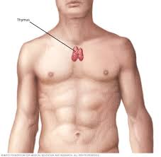 Image result for Thymus