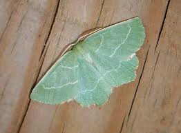 Attēlu rezultāti vaicājumam “Thalera fimbrialis”