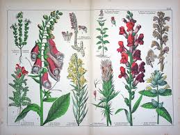 Attēlu rezultāti vaicājumam “Pedicularis palustris fruit”