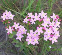 Attēlu rezultāti vaicājumam “Craterium aureonucleatum young”