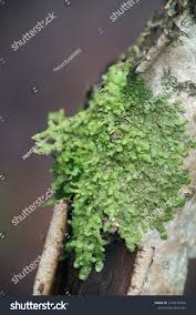 Attēlu rezultāti vaicājumam “Radula complanata”