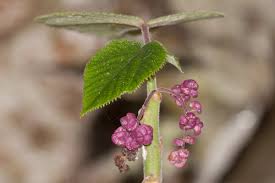 Attēlu rezultāti vaicājumam “Urticaceae”