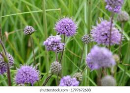 Attēlu rezultāti vaicājumam “Succisa pratensis bud”