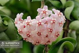 Attēlu rezultāti vaicājumam “Asclepiadaceae”