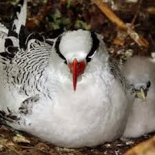 Image result for Phaethon aethereus