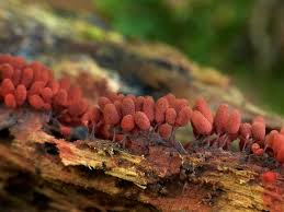 Attēlu rezultāti vaicājumam “Arcyria minuta macro”