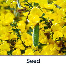 Attēlu rezultāti vaicājumam “Cytisus scoparius leaf”