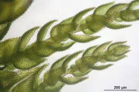 Attēlu rezultāti vaicājumam “Thuidium assimile”