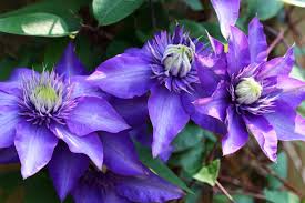 Image result for clematis multi blue