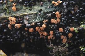 Attēlu rezultāti vaicājumam “Metatrichia floriformis stalked”