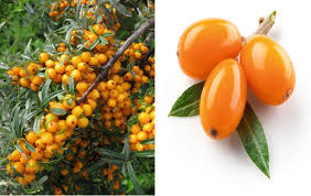 Attēlu rezultāti vaicājumam “Hippophae rhamnoides fruit”