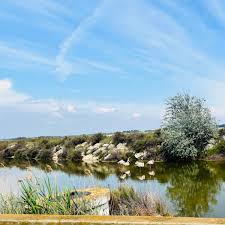 Image result for parque natural de camargue