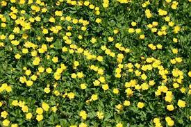 Attēlu rezultāti vaicājumam “Ranunculus repens flower”
