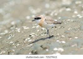 Image result for Charadrius mongolus