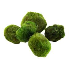 Imagini pentru Cladophora aegagropila