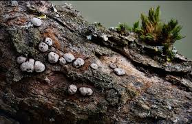 Attēlu rezultāti vaicājumam “Didymium nigripes young”