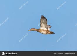 Attēlu rezultāti vaicājumam “Anas strepera female”