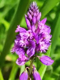 Attēlu rezultāti vaicājumam “Polygala comosa flower”