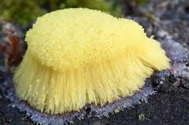 Attēlu rezultāti vaicājumam “Symphytocarpus flaccidus”