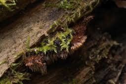 Attēlu rezultāti vaicājumam “Gloiodon strigosus”