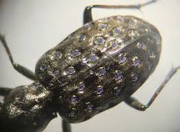 Attēlu rezultāti vaicājumam “Elaphrus cupreus”