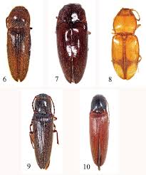 Attēlu rezultāti vaicājumam “Elateridae”