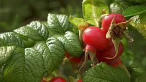 Attēlu rezultāti vaicājumam “Rosa villosa fruit”