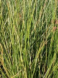 Attēlu rezultāti vaicājumam “Juncus stygius”