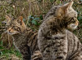 Image result for West London Wildcats