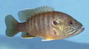 Image result for Lepomis cyanellus