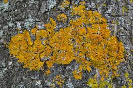 Attēlu rezultāti vaicājumam “Xanthoria parietina”