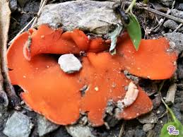 Attēlu rezultāti vaicājumam “Aleuria aurantia”