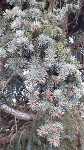 Attēlu rezultāti vaicājumam “Picea pungens”