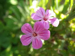 Attēlu rezultāti vaicājumam “Geranium robertianum flower”