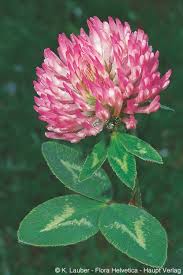 Attēlu rezultāti vaicājumam “Trifolium pratense”