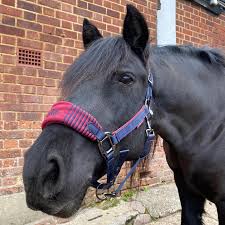 Image result for Lower Farm Stables