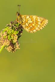 Attēlu rezultāti vaicājumam “Boloria eunomia underside”