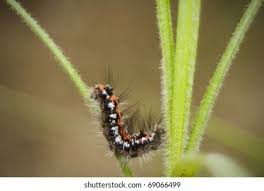 Attēlu rezultāti vaicājumam “Euproctis similis larva”