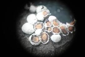 Attēlu rezultāti vaicājumam “Diderma cingulatum”