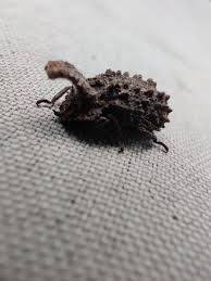 Attēlu rezultāti vaicājumam “Hylecoetus dermestoides female”