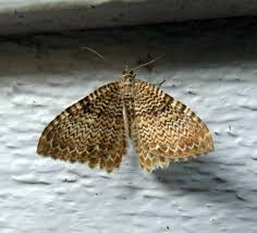 Attēlu rezultāti vaicājumam “Hydria undulata”