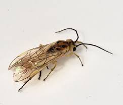 Attēlu rezultāti vaicājumam “Euura brevicornis”