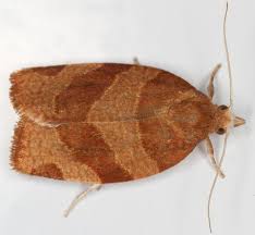 Attēlu rezultāti vaicājumam “Pandemis”