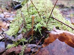 Attēlu rezultāti vaicājumam “Macrotyphula fistulosa”