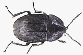 Attēlu rezultāti vaicājumam “Phosphuga atrata”